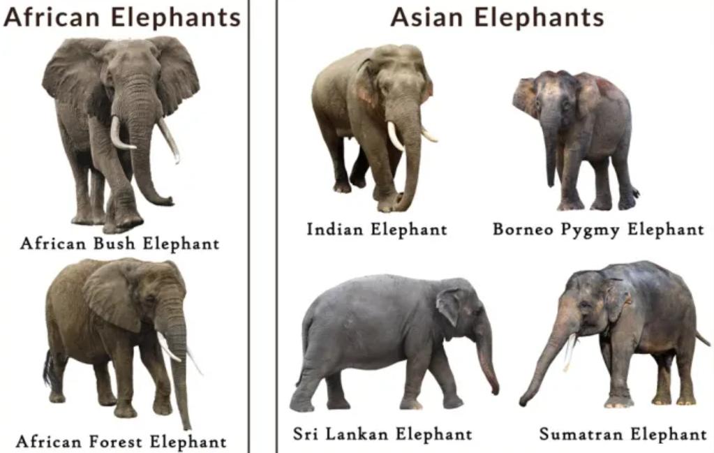 大象与犀牛是不同的物种，非洲公象，为何还要*暴强**犀牛呢？