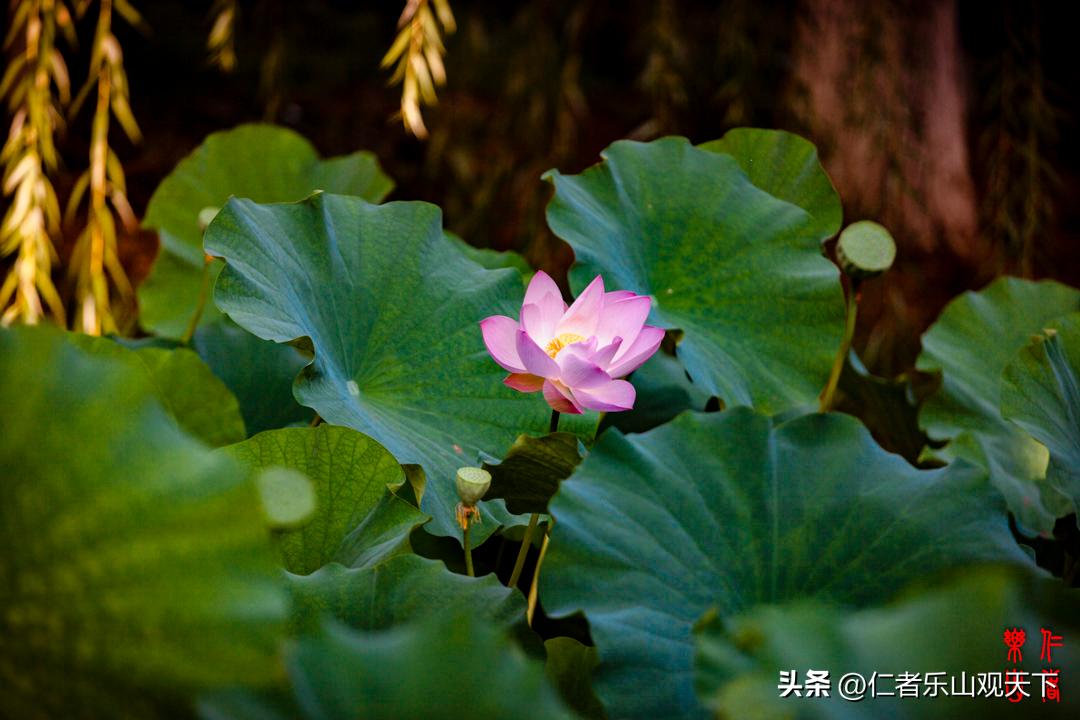 最后的摇曳——只为那绳命的回晃