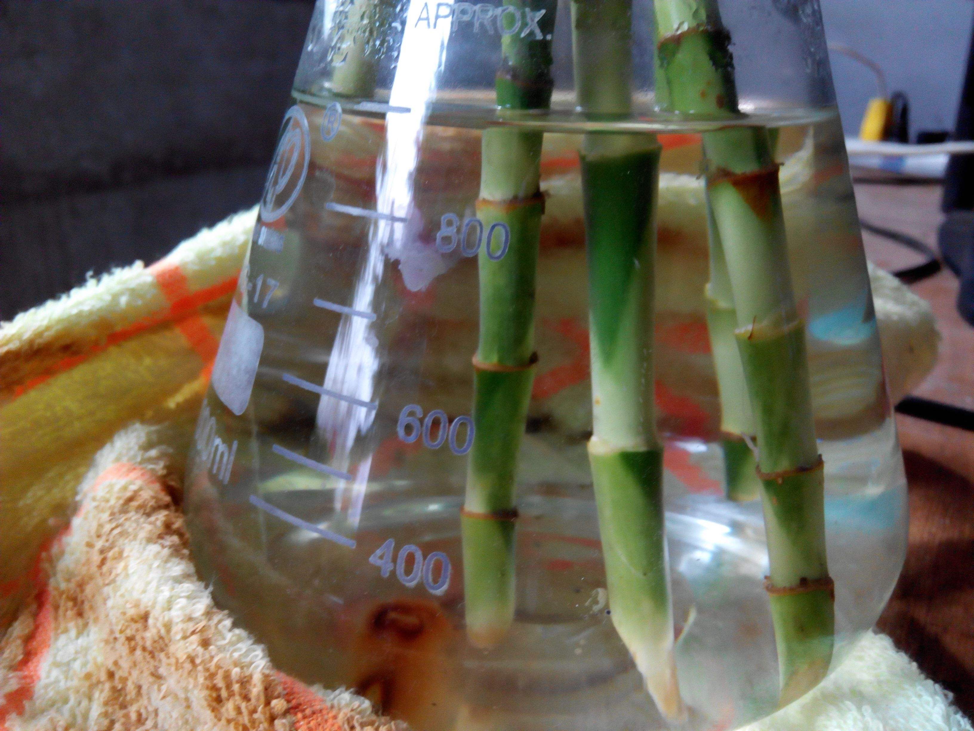 刚买的富贵竹怎么养容易生根,富贵竹怎么养能快速生根不黄叶