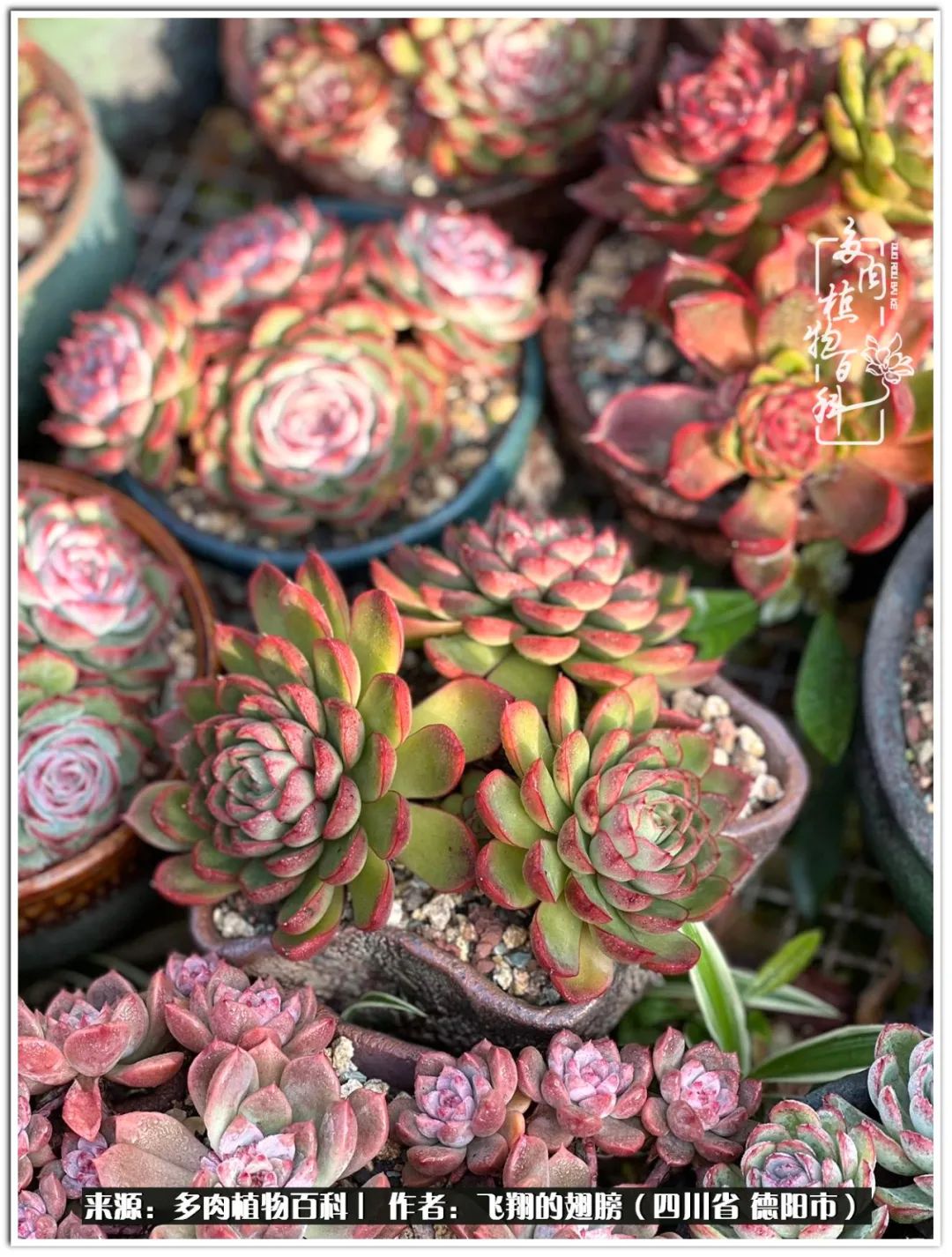 多肉的正确养殖方法冬天怎么养活,多肉怎么养活而且长得快且好看