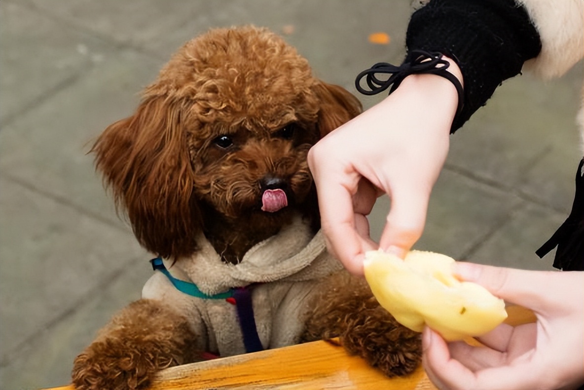 如何预防贵宾犬挑食,贵宾犬挑食不吃食