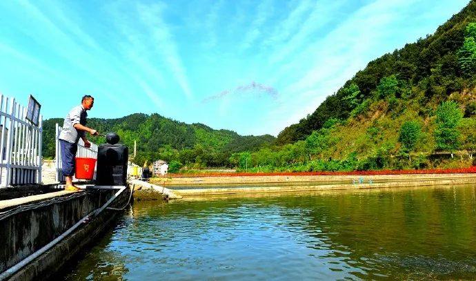 春季鱼瘟怎么处理,开春鱼瘟怎么预防效果好