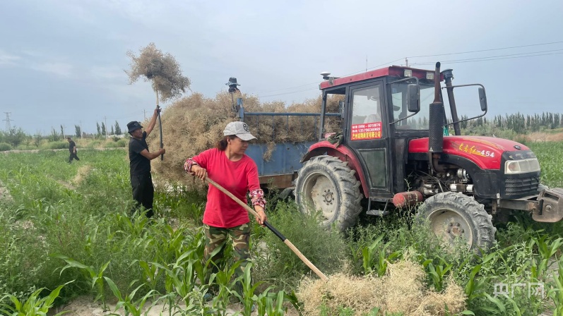 新疆小茴香套种玉米种植技术,玉米套种小茴香高效种植促增收