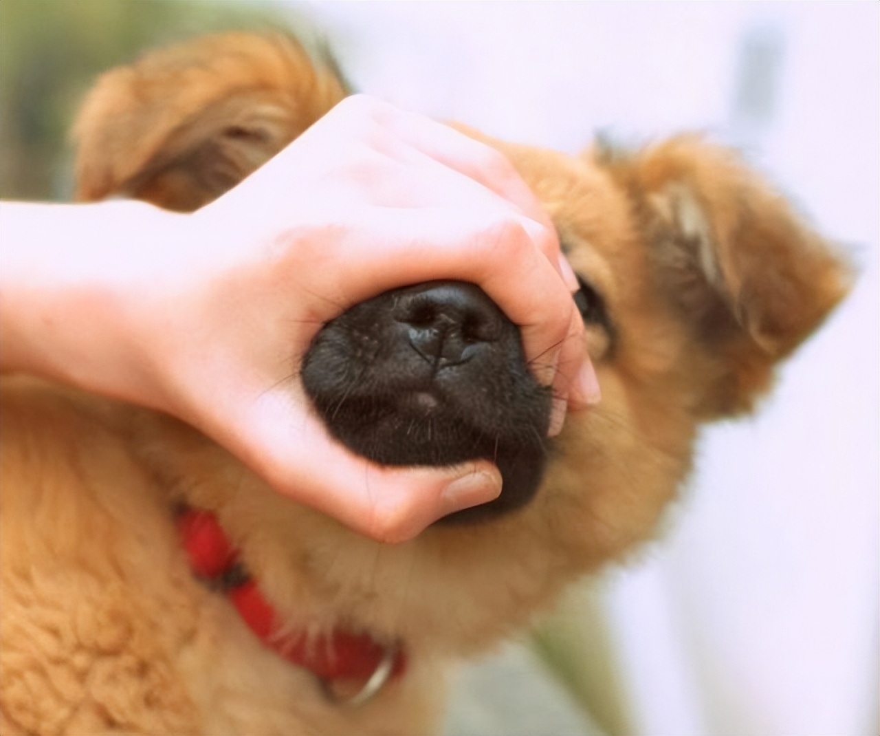 泰迪狗狗口臭什么原因,老年狗狗口臭是什么原因