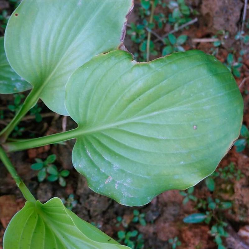 玉簪花怎么养最好,玉簪花怎样养才能开花