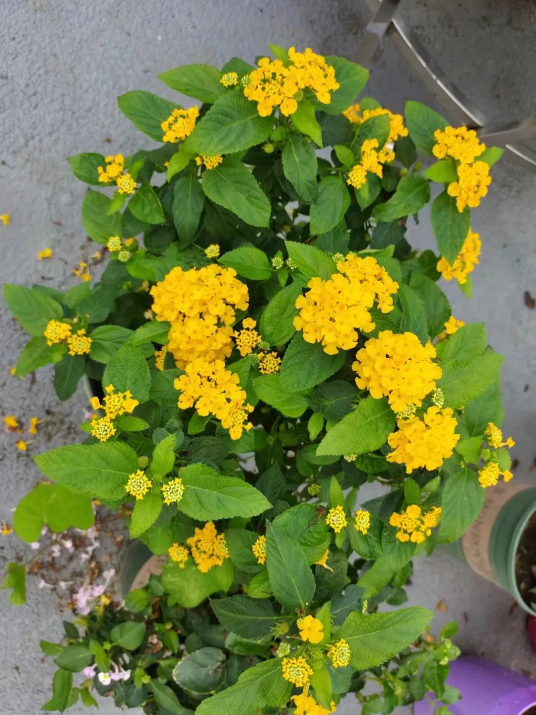 适合夏天养的7种花越晒开花越旺,夏天最能开的10种花越热越能开