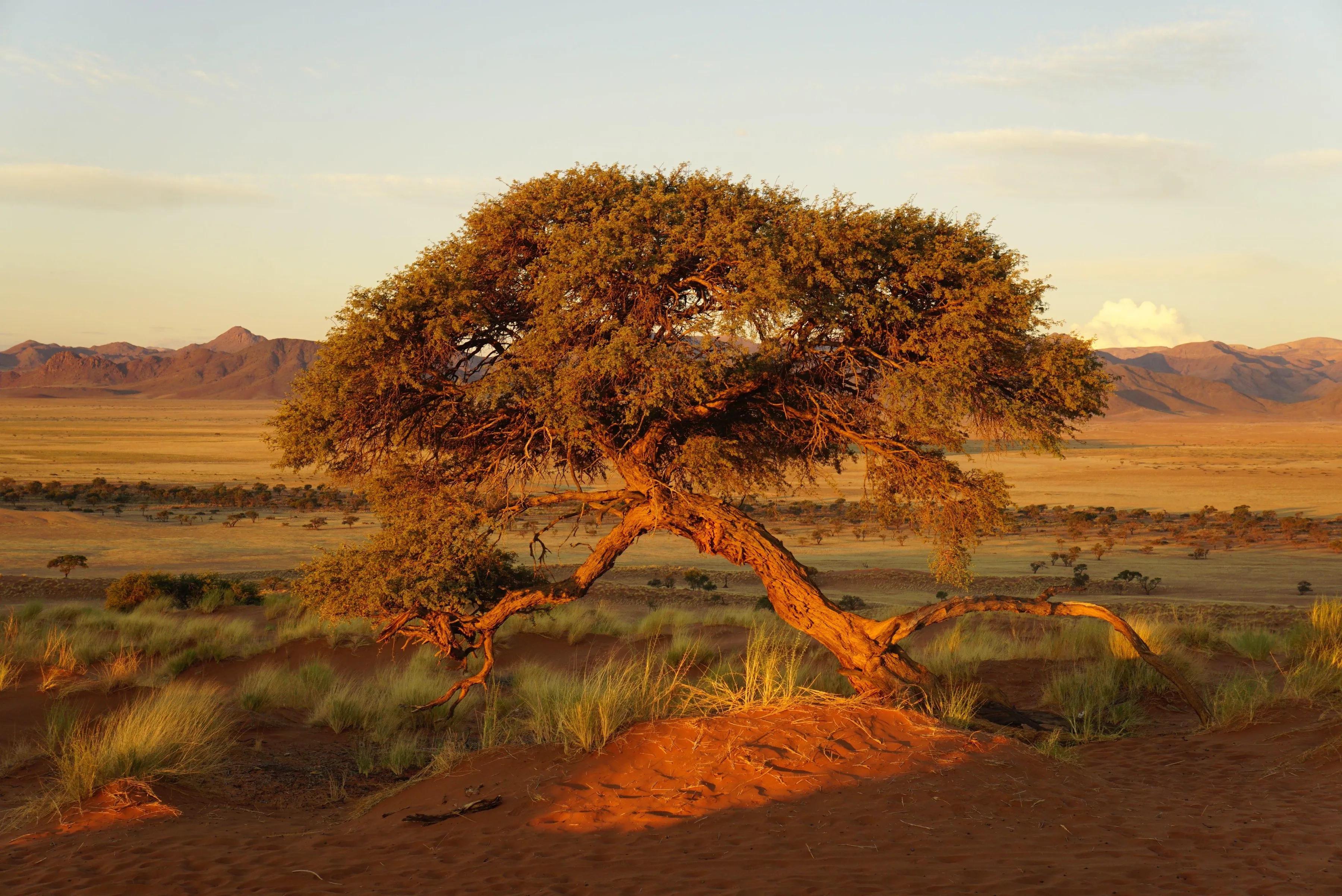绾崇背姣斾簹绾㈣壊娌欐紶,绾崇背姣斾簹娌欐紶涔嬫梾