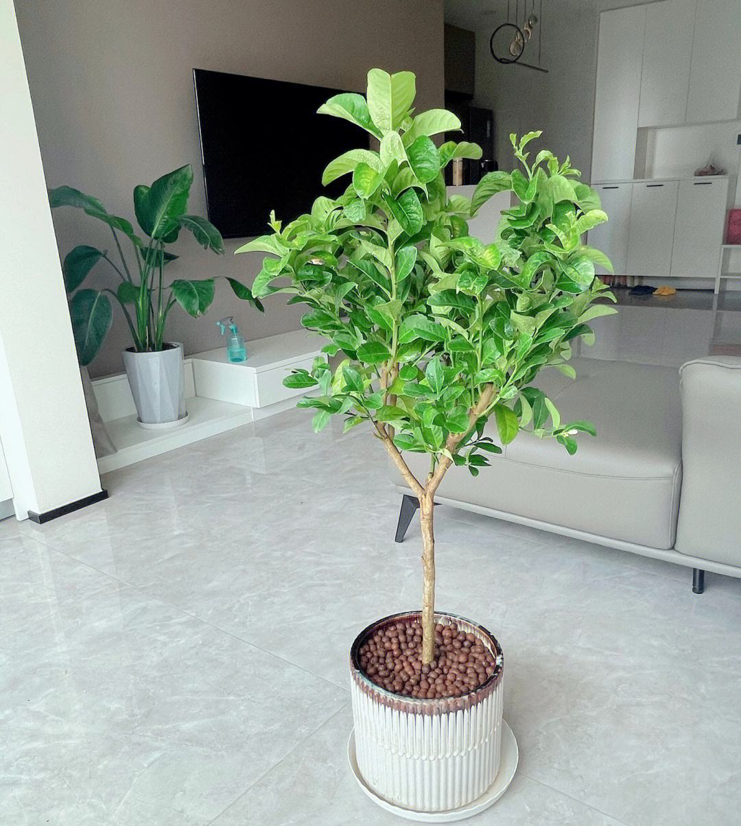 柠檬树叶子黄叶怎么补救,柠檬果树黄叶怎么补救最佳方法