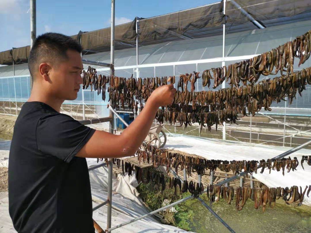 如果水蛭吸到了人物会怎么样,如果水蛭进了身体吃什么药