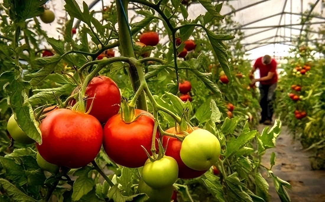 日光温室番茄栽培技术要点,温室种植番茄灌溉方式