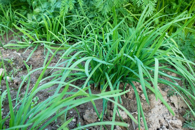 韭菜种植后什么时候可以割,种植的韭菜什么时候割合适