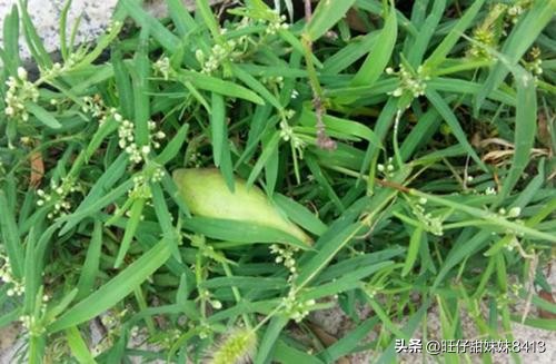 农村消失的水果,农村才能吃到的十种水果