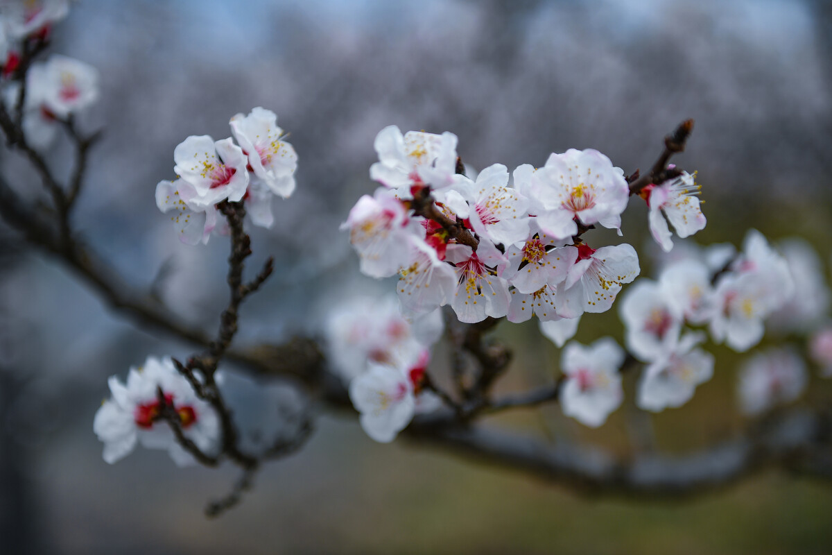 一枝杏花诗词七绝,春色满园一枝红杏花