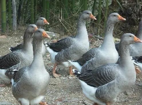 养鹅哪种最有前景,养鹅利润高不高