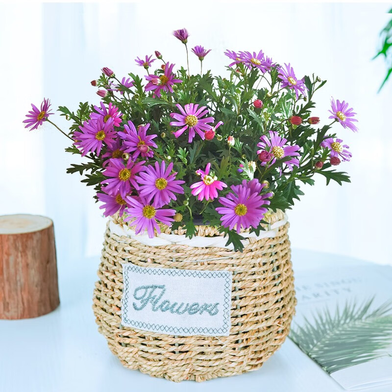 立夏已过进夏季,立夏已至百花齐放