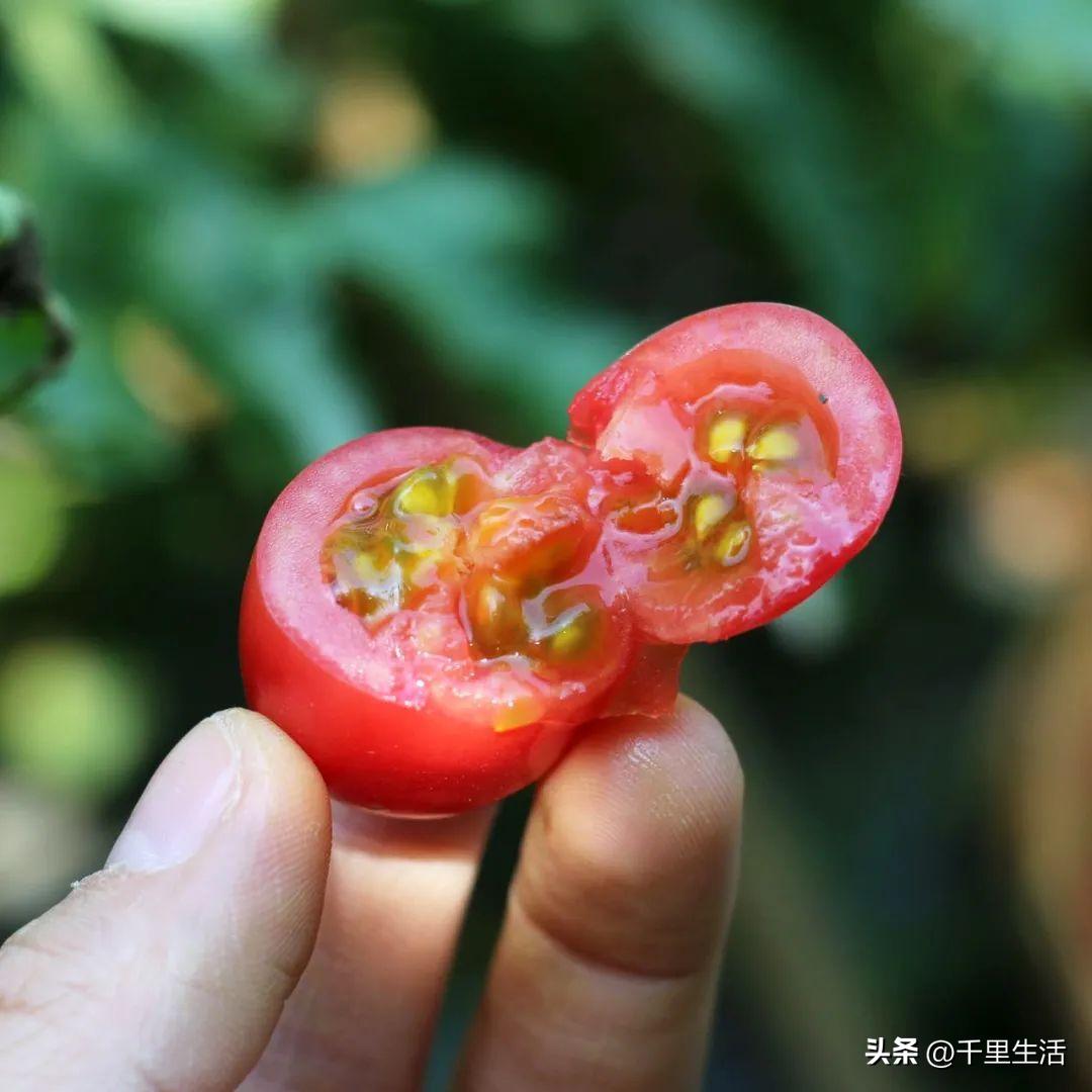 海南千禧樱桃圣女果,新鲜樱桃圣女果