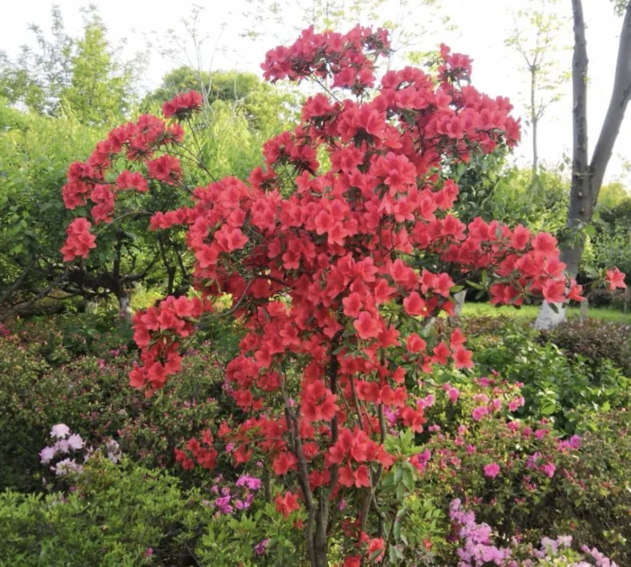 凤凰公园景色美,常州凤凰公园美篇