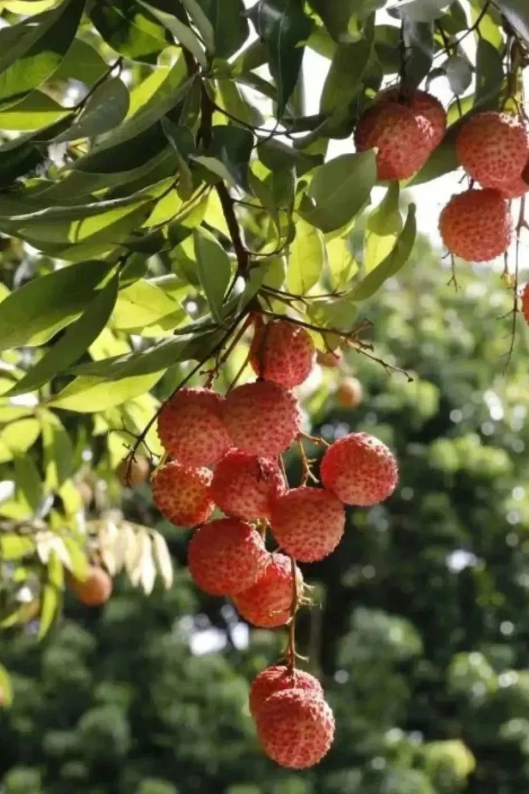 航拍中国广西第四季解说词,航拍中国第四季广西在哪看