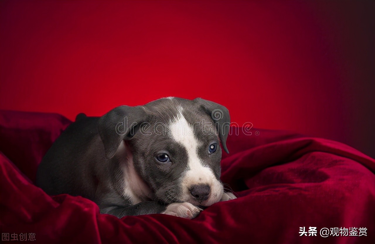 小狗伤心了怎么哄,小狗怎么跑进窝里表达小狗很兴奋