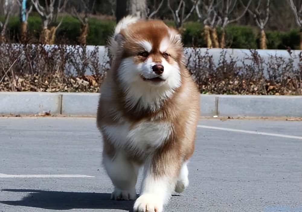 养阿拉斯加犬的好处和坏处,阿拉斯加犬是城里禁止养的吗