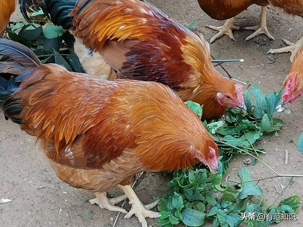 湖南小伙5000亩地养10只鸡,湖南小伙5000亩地只养十只鸡