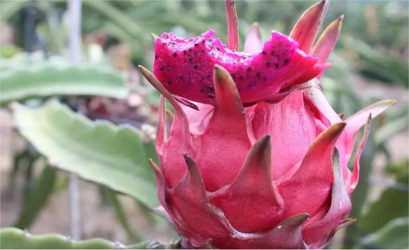 火龙果的种植条件和管理技术,火龙果的种植方法及注意事项