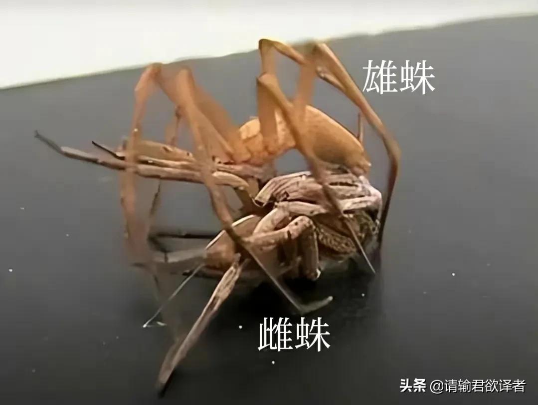 海底知识大全关于动物和植物,我们了解到了很多动物的知识