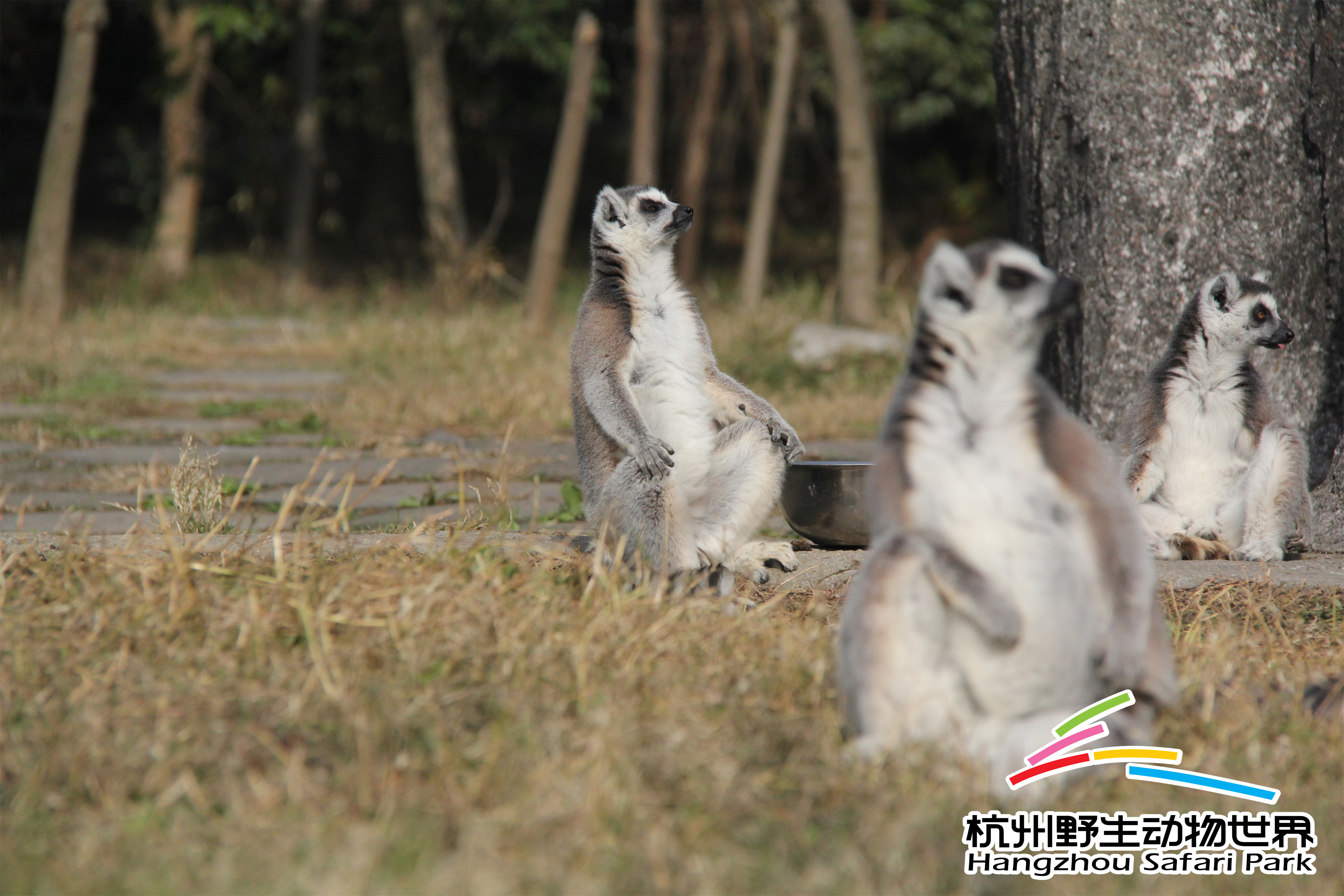 寒潮来袭冻真格,杭州野生动物世界过冬