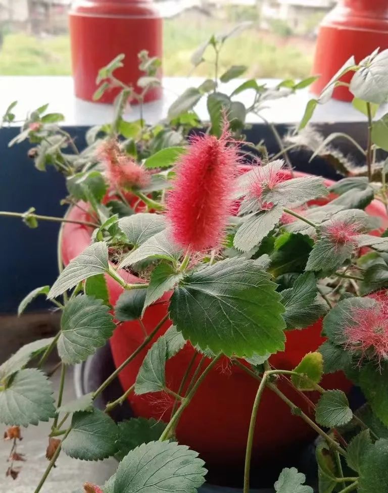 适合夏天养的7种花越晒开花越旺,夏天最能开的10种花越热越能开