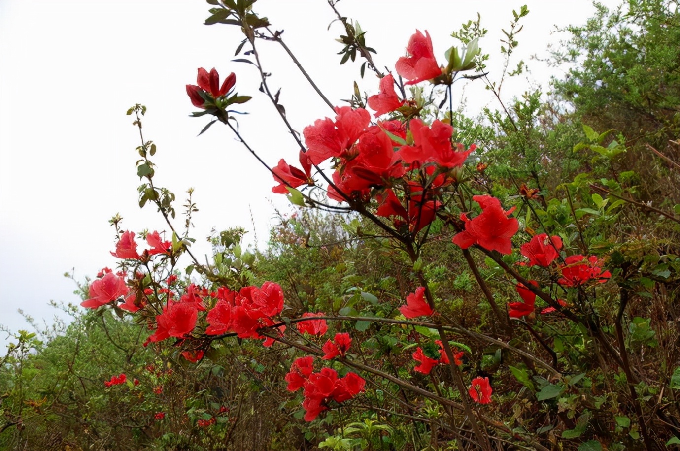 杜鹃花能吃吗,杜鹃花怎么吃
