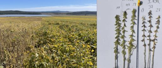 “沃滴滴”生物液肥在玉米、土豆主产区多地创高产纪录