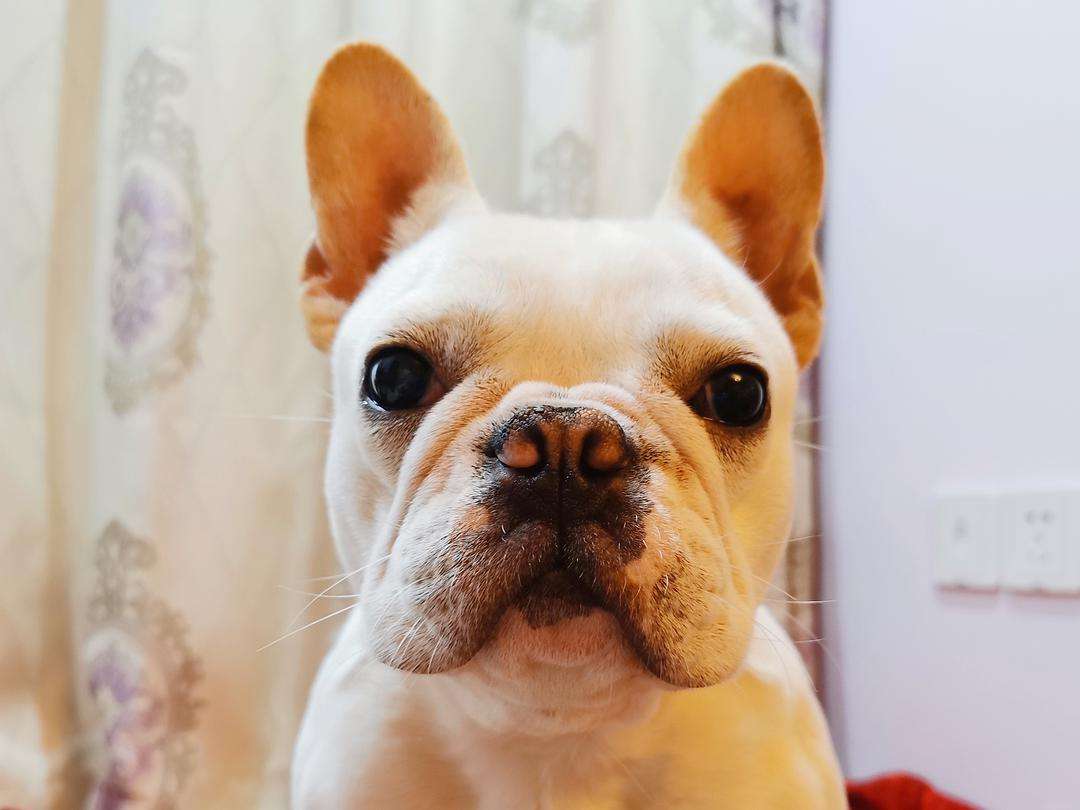 带你了解狗狗的个性养狗前必看,养狗首选这3种狗既便宜又好养