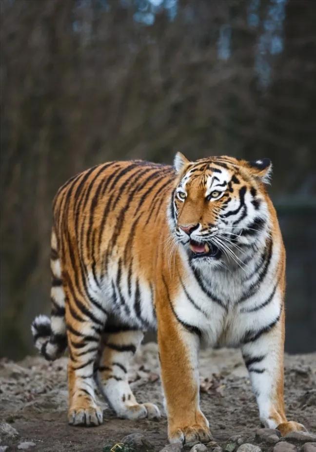 带虎的成语50个,带虎的简单成语200个