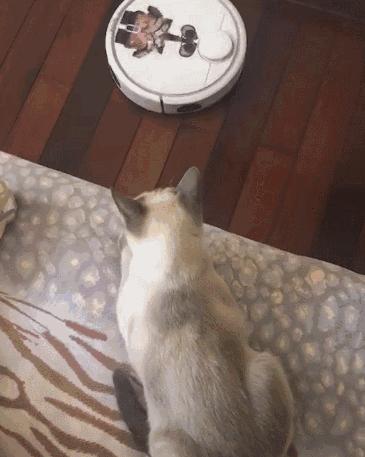 养猫咪最应该养什么猫,养猫首选这5种猫不仅忠诚还好养