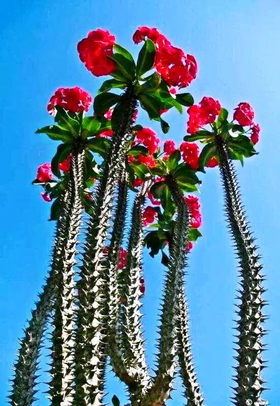 虎刺梅开花像海棠一样红,虎刺红梅花