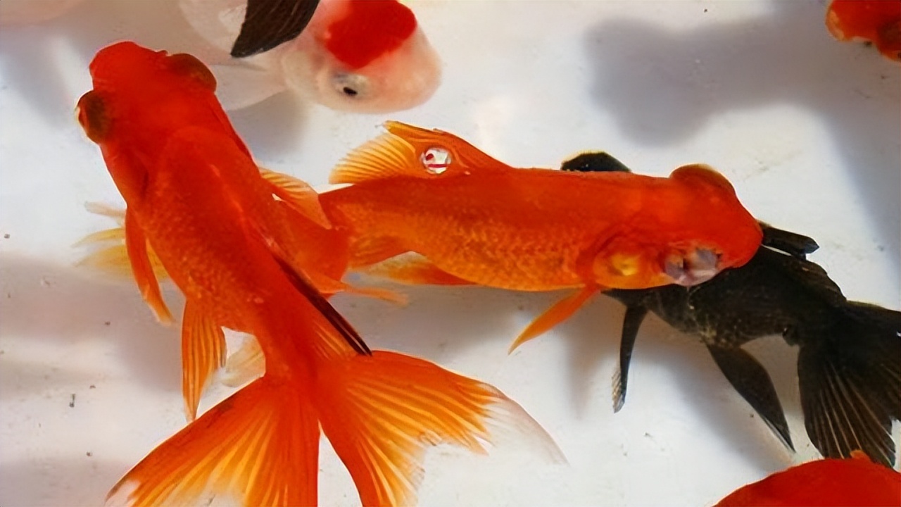 新手养金鱼不养死金鱼的方法,怎么养金鱼金鱼才不会死