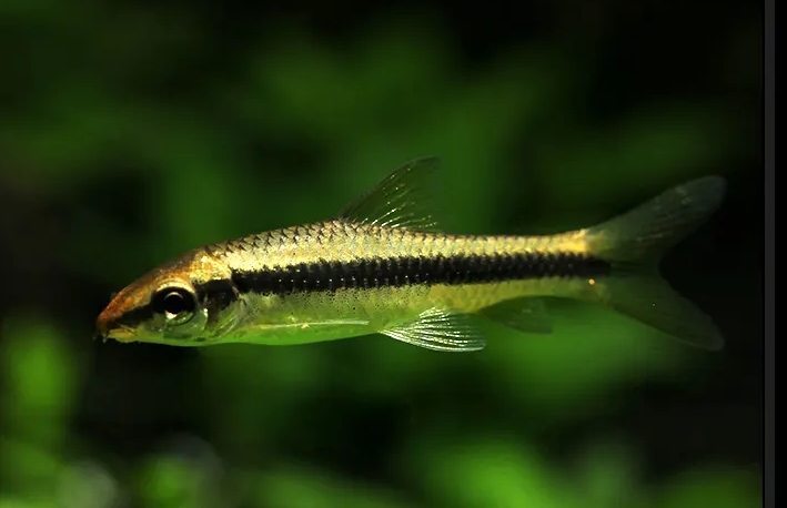 小型空鱼缸用什么清洁鱼,罗汉鱼缸放什么清洁鱼