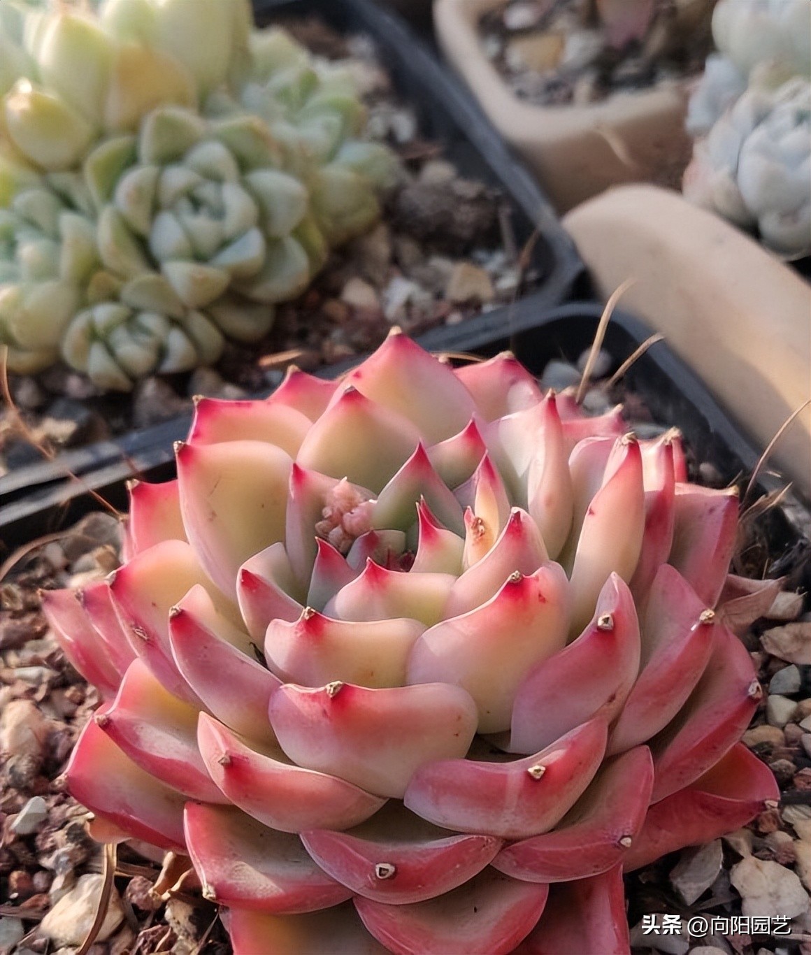 吉娃娃如何养好根又不徒长,吉娃娃怎么养才能活得久