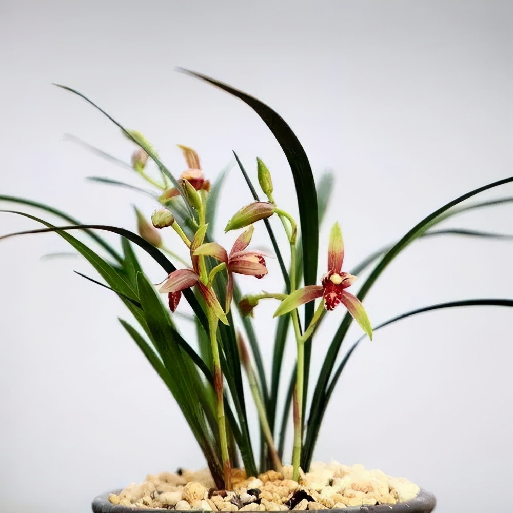 快来看看，兰花的世界真奇妙|壹木星球No.14