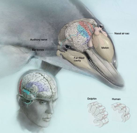 海豚的生殖方式,雄海豚和雌海豚是如何繁衍的