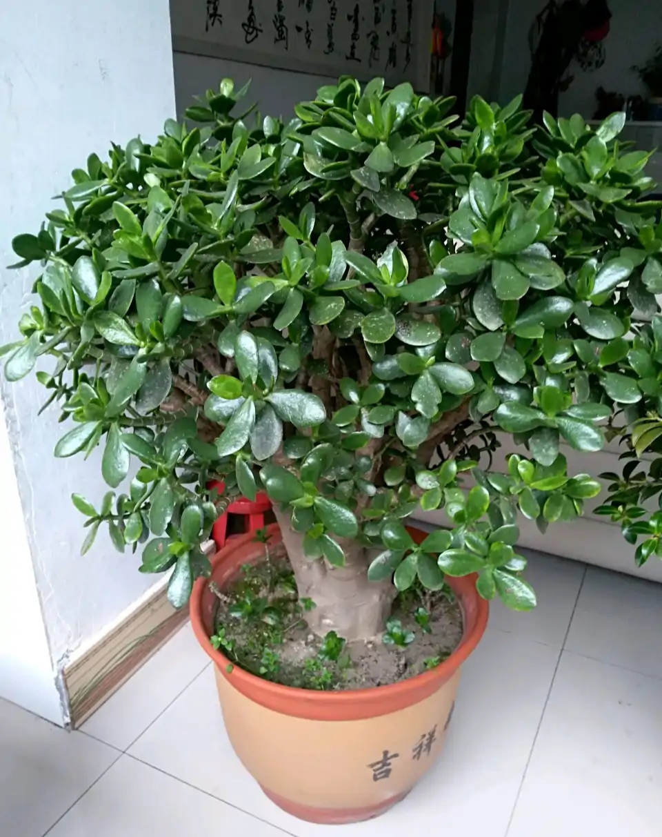 超级好养的大绿植排名前十,比较好养的大型绿植