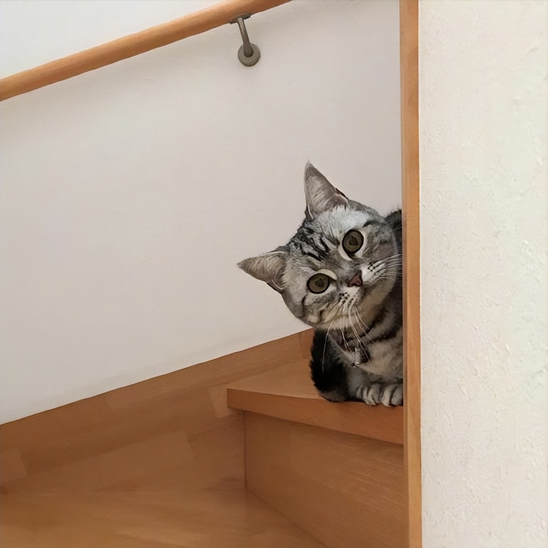 猫咪有这几个表现说明它恨上你了,有危险的时候猫咪的几种表现