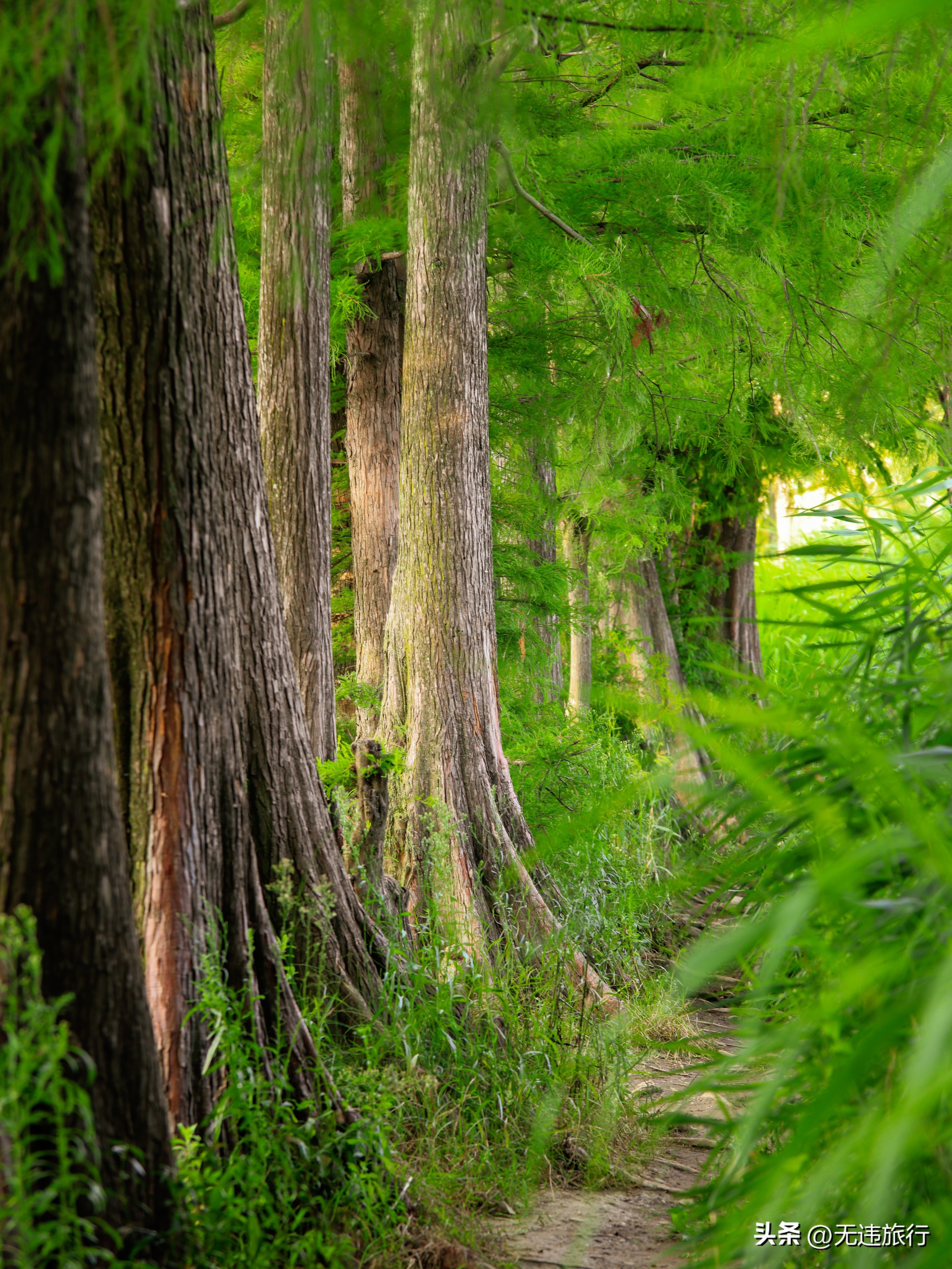 这就是洱海的美,这就是真正的大理古城