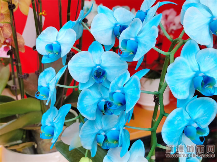 【视频】逛花街、买靓花、叹美食，容桂时光花市约定你！