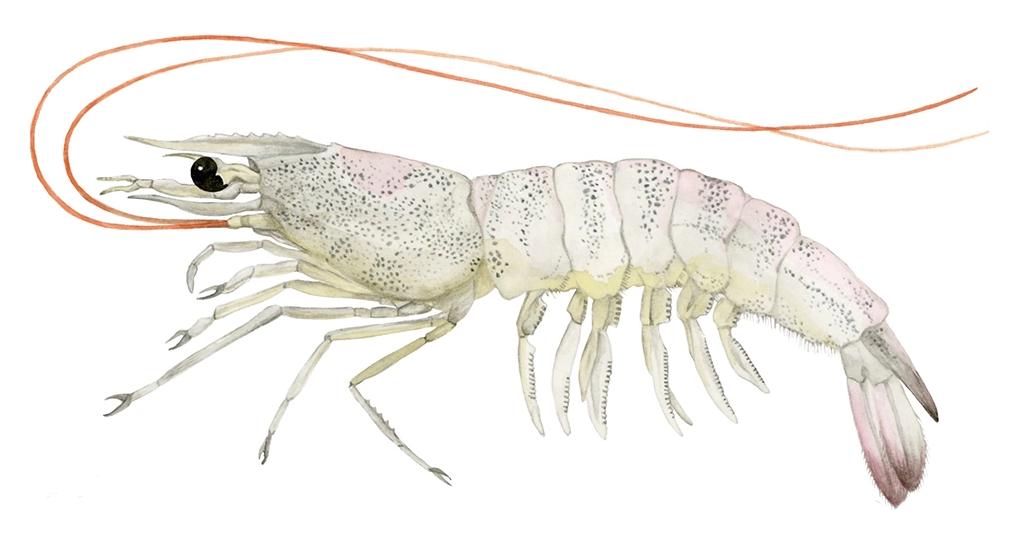 南美白对虾常见疾病及处理方法,南美白对虾常见病症图片详解