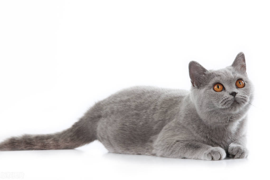 宠物猫养什么品种好,宠物猫什么品种好养又便宜