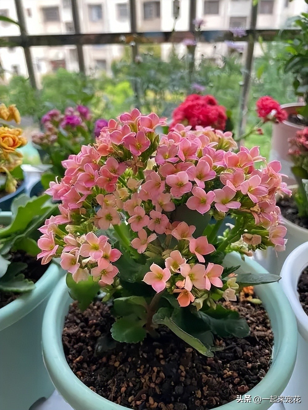 适合春天赏花的花,春天最美十种花