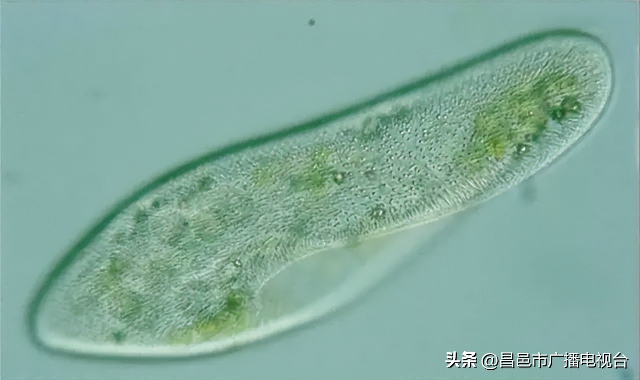 世界上寿命最短的动物排名前十,千年乌龟万年鳖动物的寿命排名