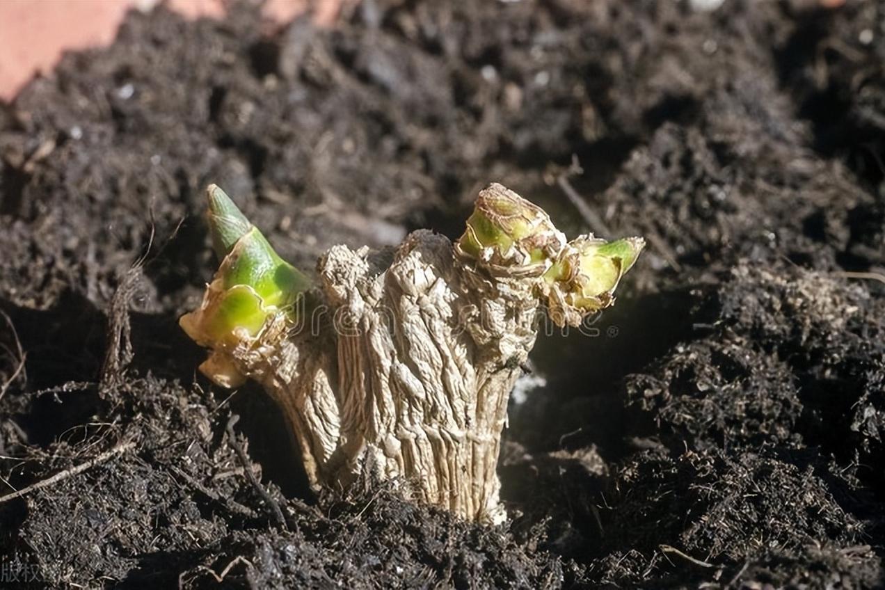 姜是怎么种的姜的种植方法详解,北方种姜与南方种姜