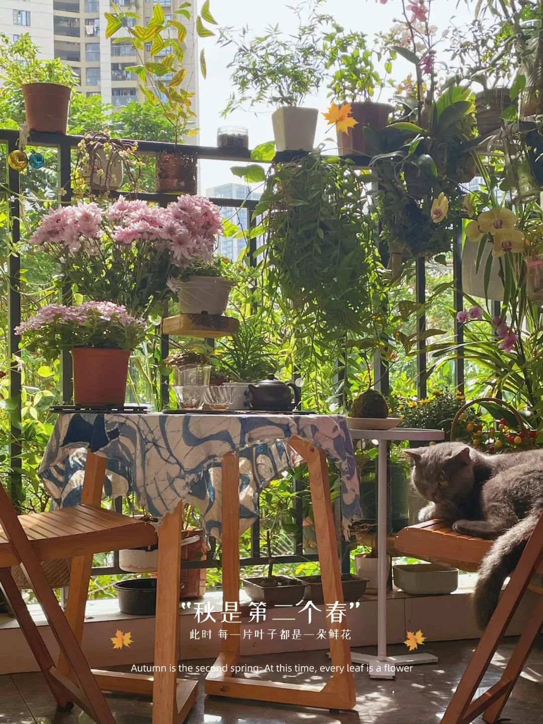 很多人羡慕的阳台,让别人羡慕的阳台